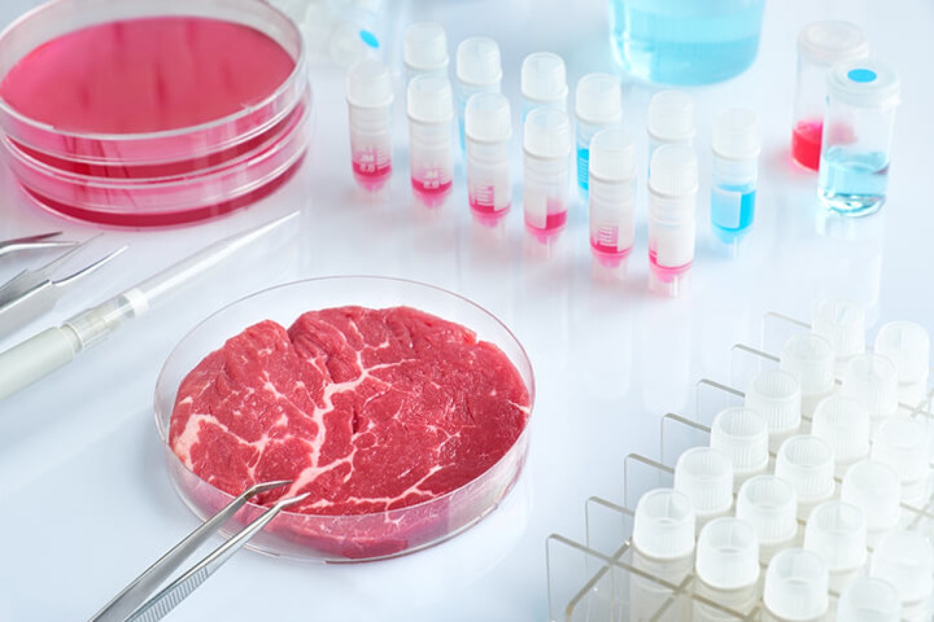 Carne in vitro