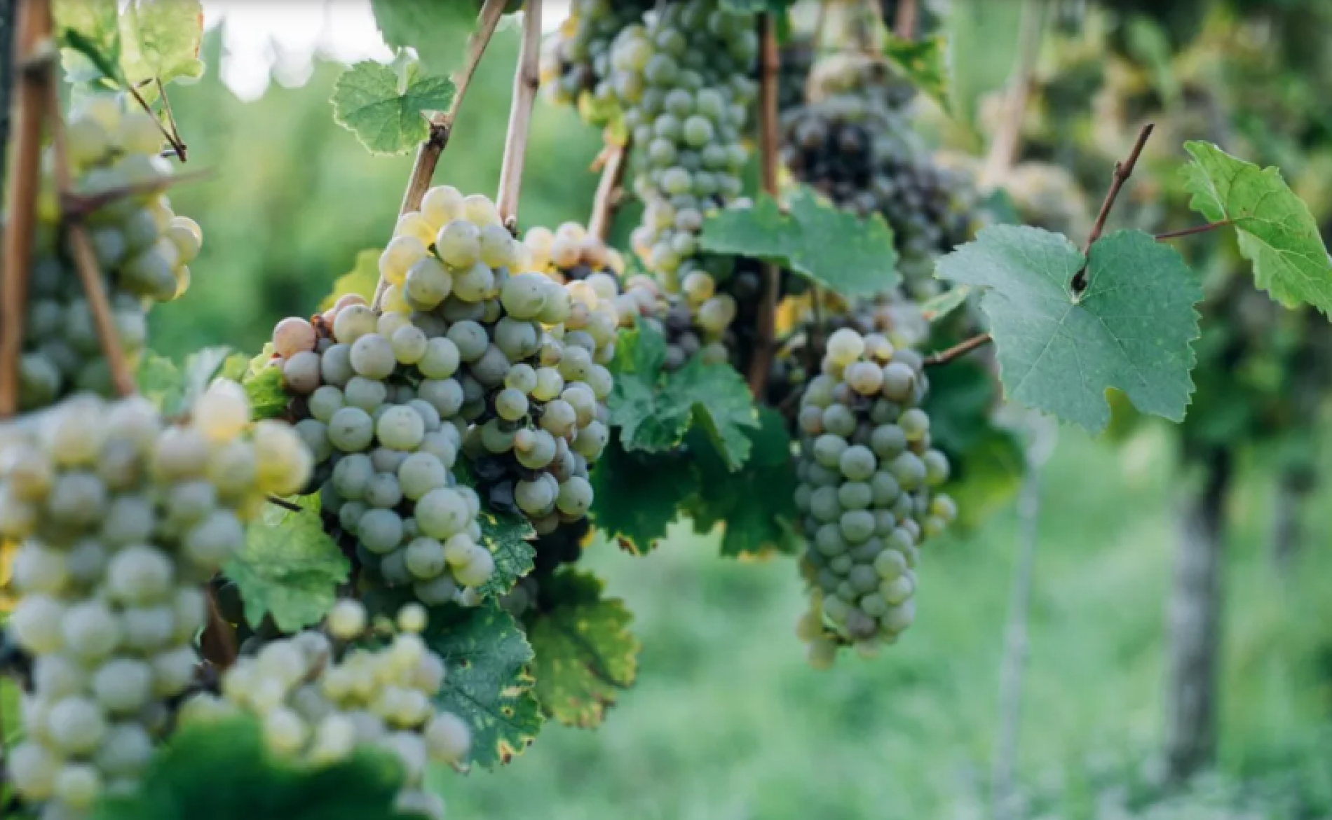 vigna