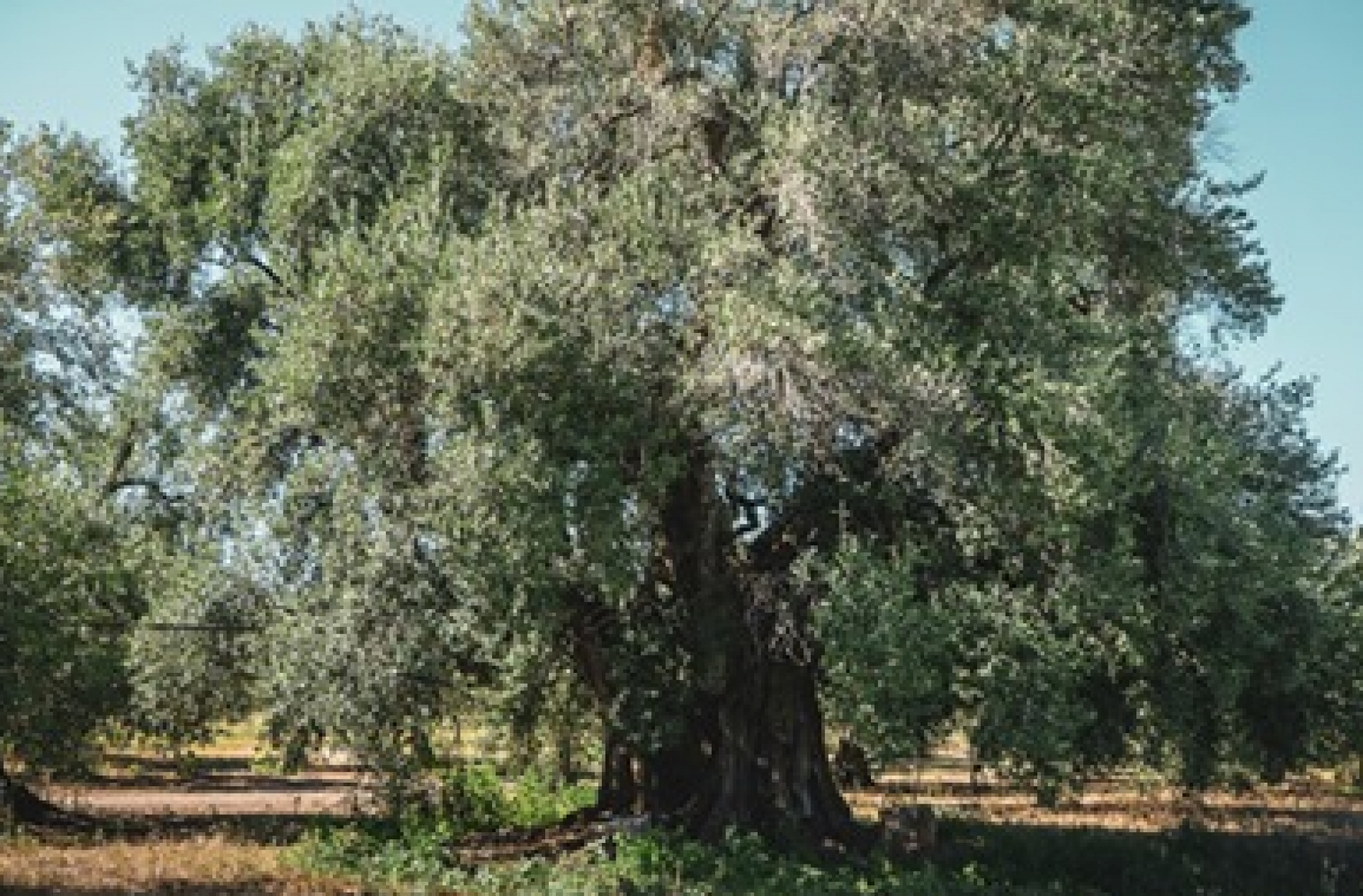 olio