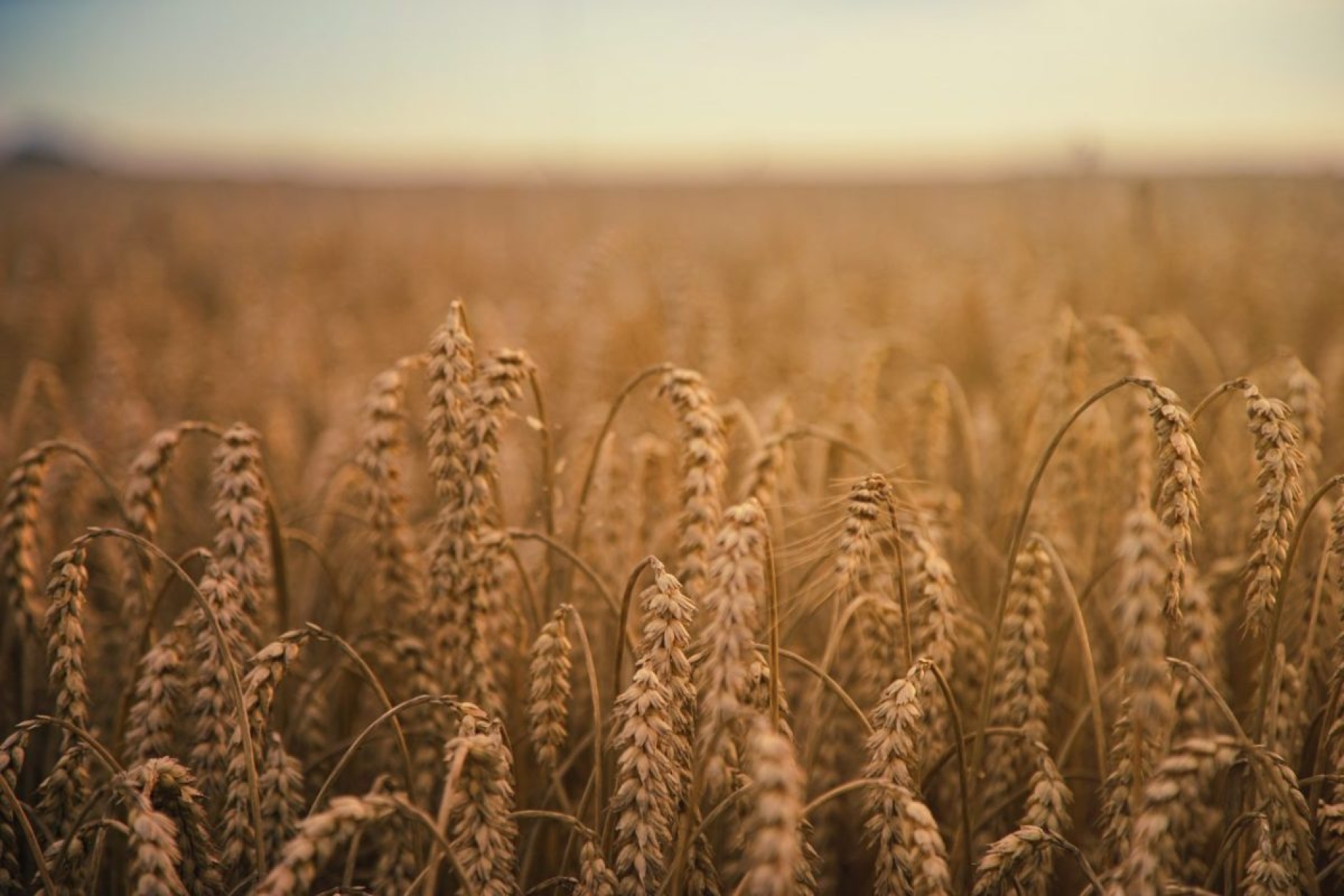 Grano