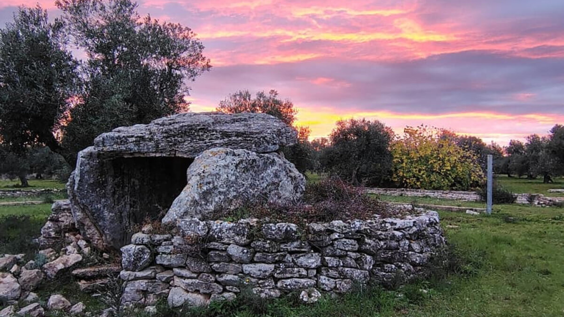 In Puglia c'è un ulivo millenario da cui è nata una delle varietà più famose per l’olio | CiboToday